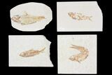 Lot: Green River Fossil Fish - Pieces #81296-2